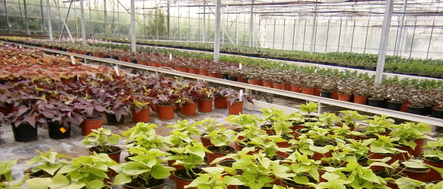 Pflanzenproduktion in der Gärtnerei