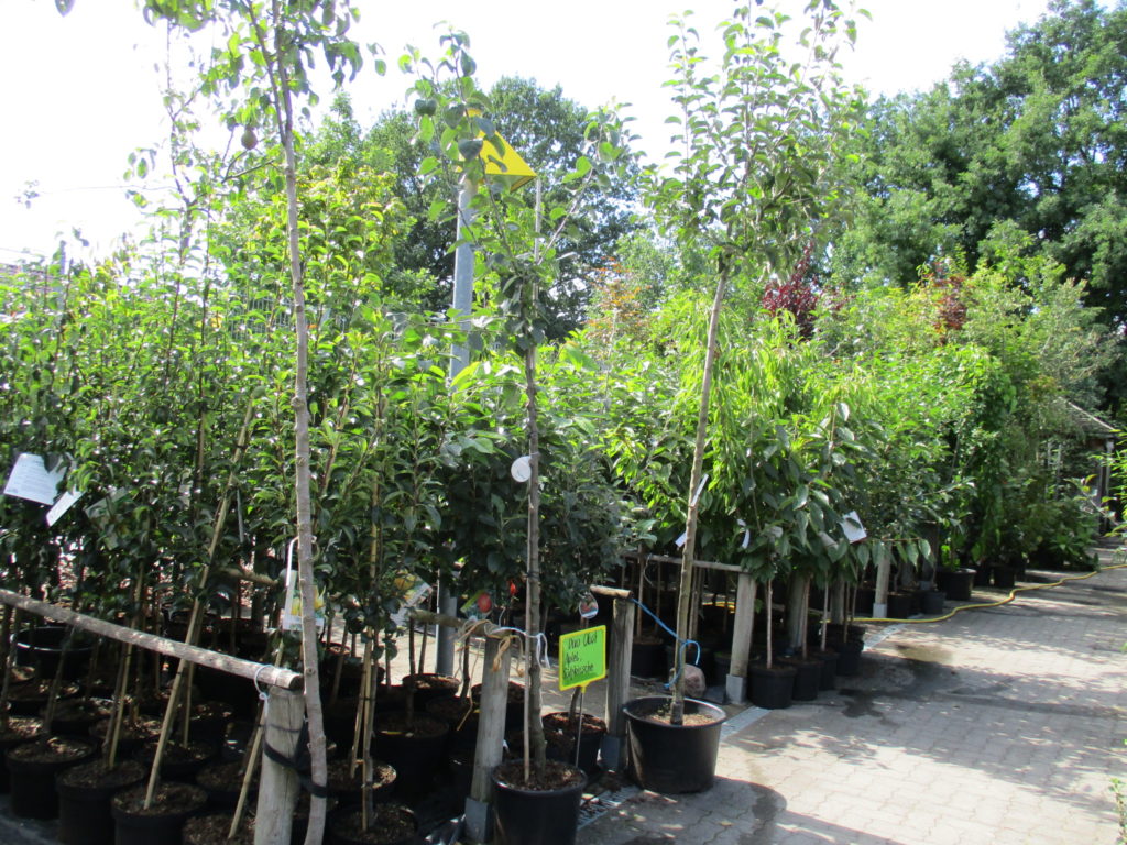 verschiedene Obstgehölze