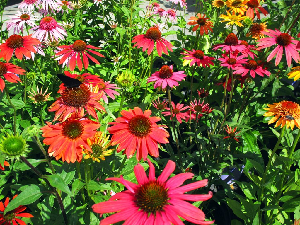Gerbera
